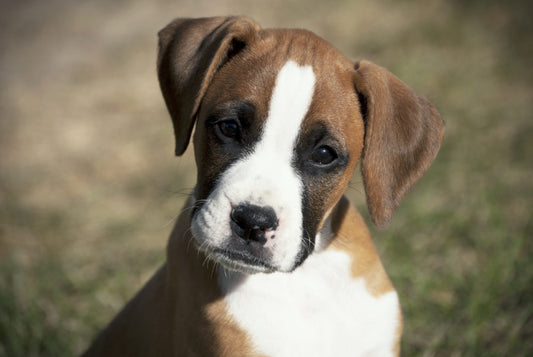 Caring For Your Large Breed Puppy: 5 Tips