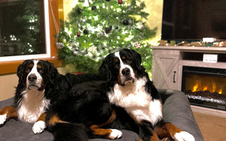 Happy Howlidays 2022 Contest Winners!