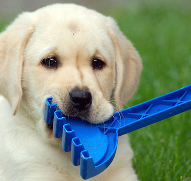 The Benefits of Play Time
