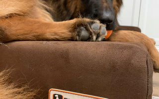 Is Sleep Important for Dogs?