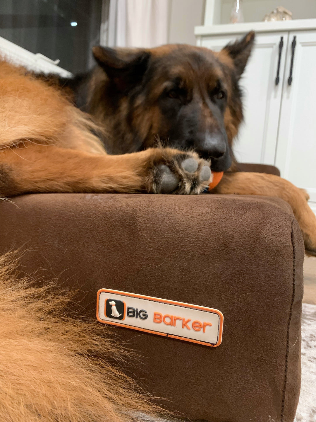 Is Sleep Important for Dogs?
