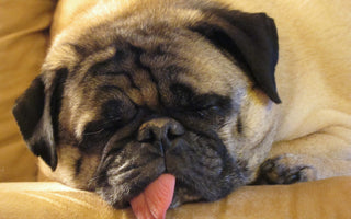 Why Your Big Dog Might Be Better Off Sleeping Without You