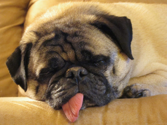 Why Your Big Dog Might Be Better Off Sleeping Without You