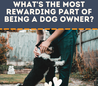 The Most Rewarding Part of Being a Dog Owner