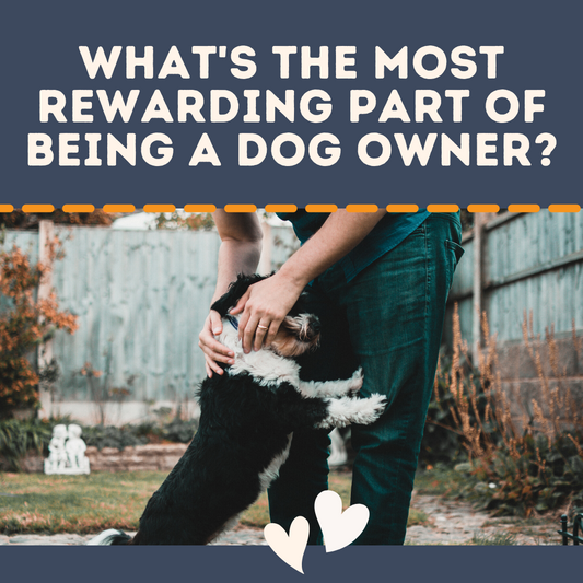 The Most Rewarding Part of Being a Dog Owner