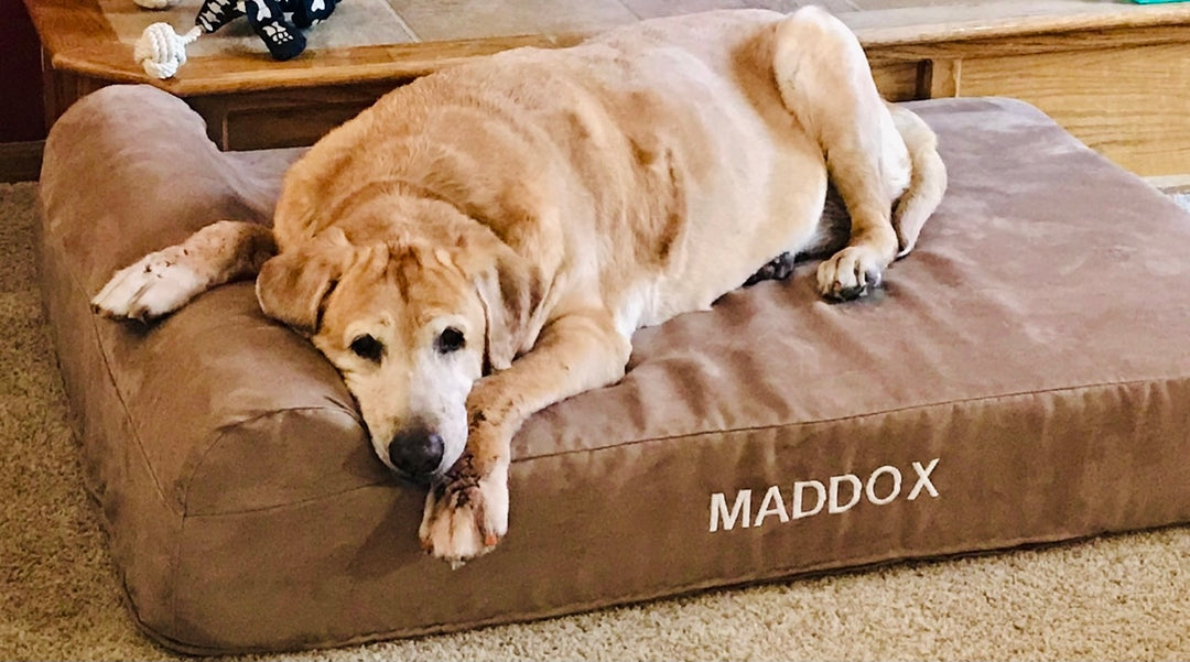 Meet Maddox - an Official Good Dog