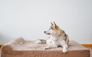 Should You Let Your Dog Sleep in Bed With You? The Pros and Cons