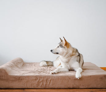 Should You Let Your Dog Sleep in Bed With You? The Pros and Cons