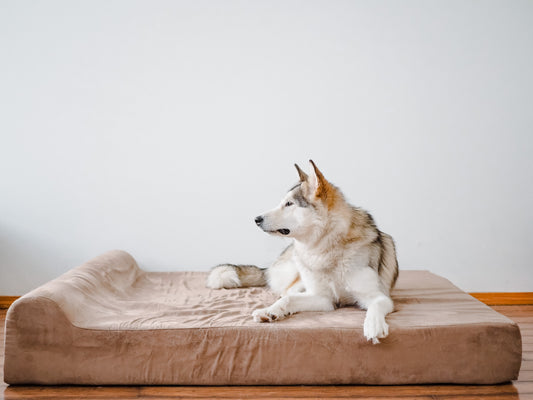 Should You Let Your Dog Sleep in Bed With You? The Pros and Cons