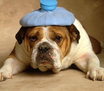 The Hidden Signs of Pain in Dogs