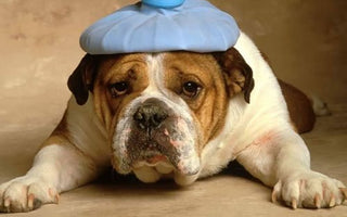 The Hidden Signs of Pain in Dogs