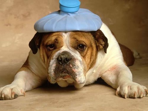 The Hidden Signs of Pain in Dogs