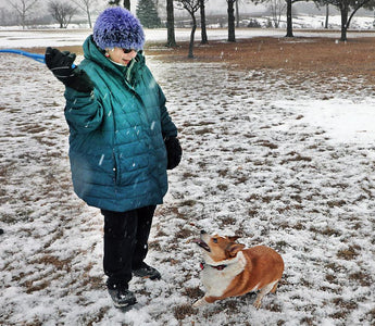 Dog Saved From Frozen Lake by Police and Good Samaritan