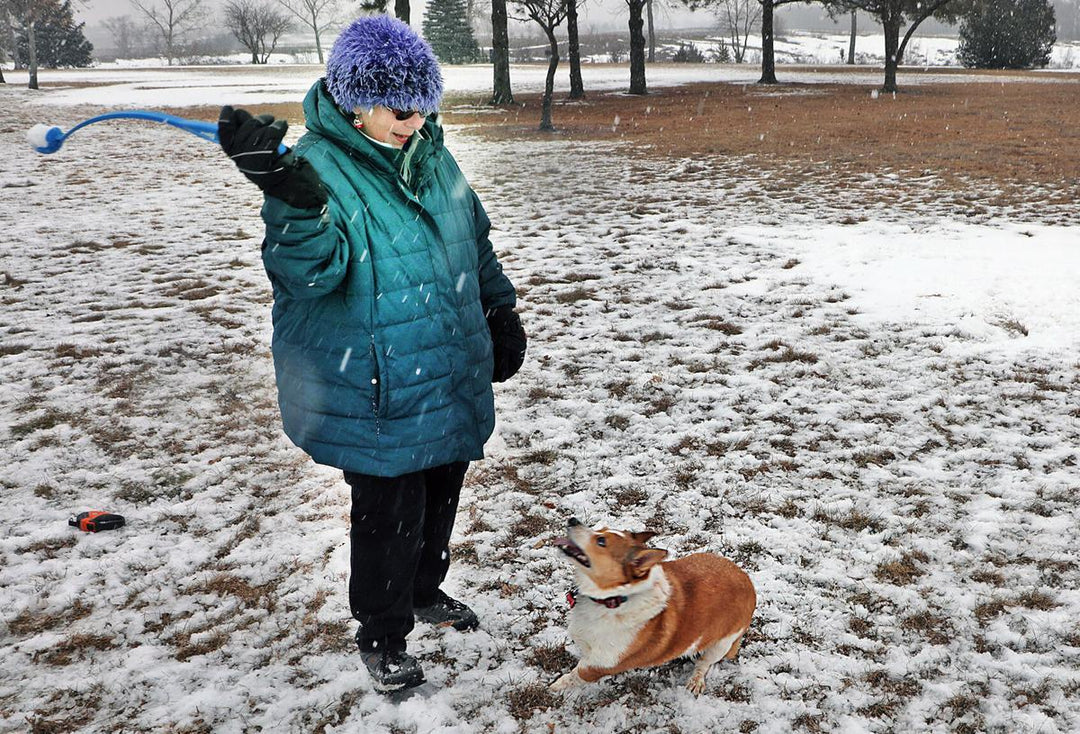 Dog Saved From Frozen Lake by Police and Good Samaritan