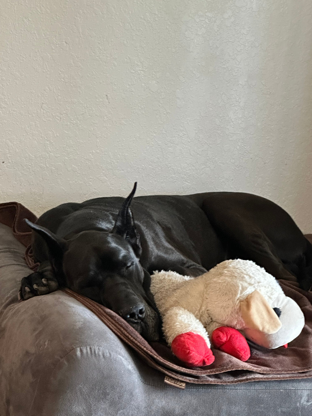 hugo the dog sleeping on a barker bed with a plush toy