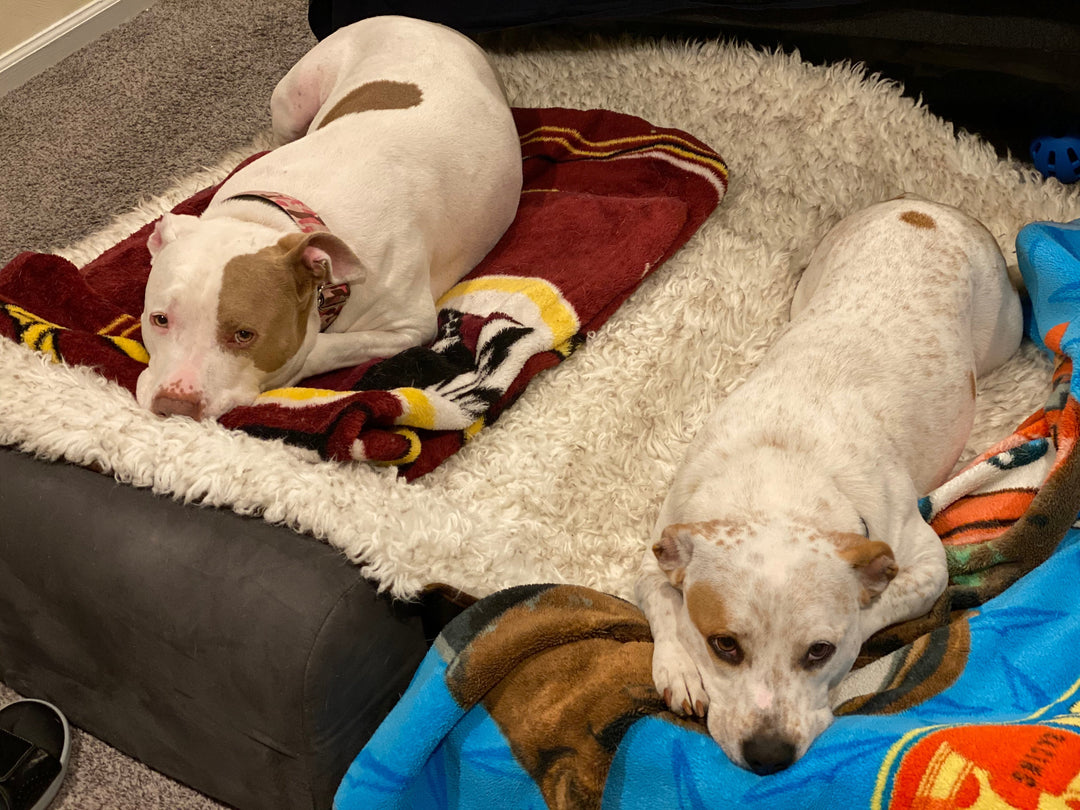 two dogs laying on two barker beds with blankets