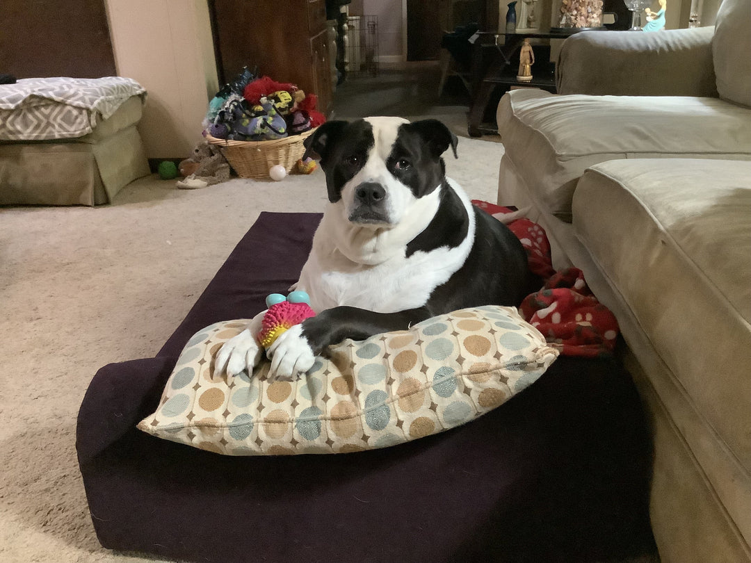 a dog laying on a barker bed with a pillow and toys