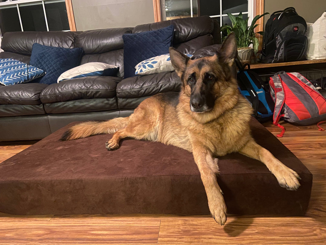 a dog laying on a sleek barker bed in a living room