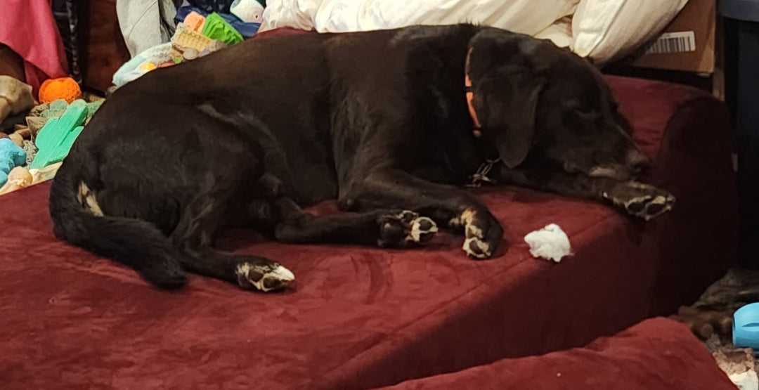 a dog sleeping on a barker bed