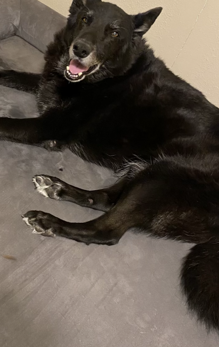 a german shepherd dog laying on a barker bed