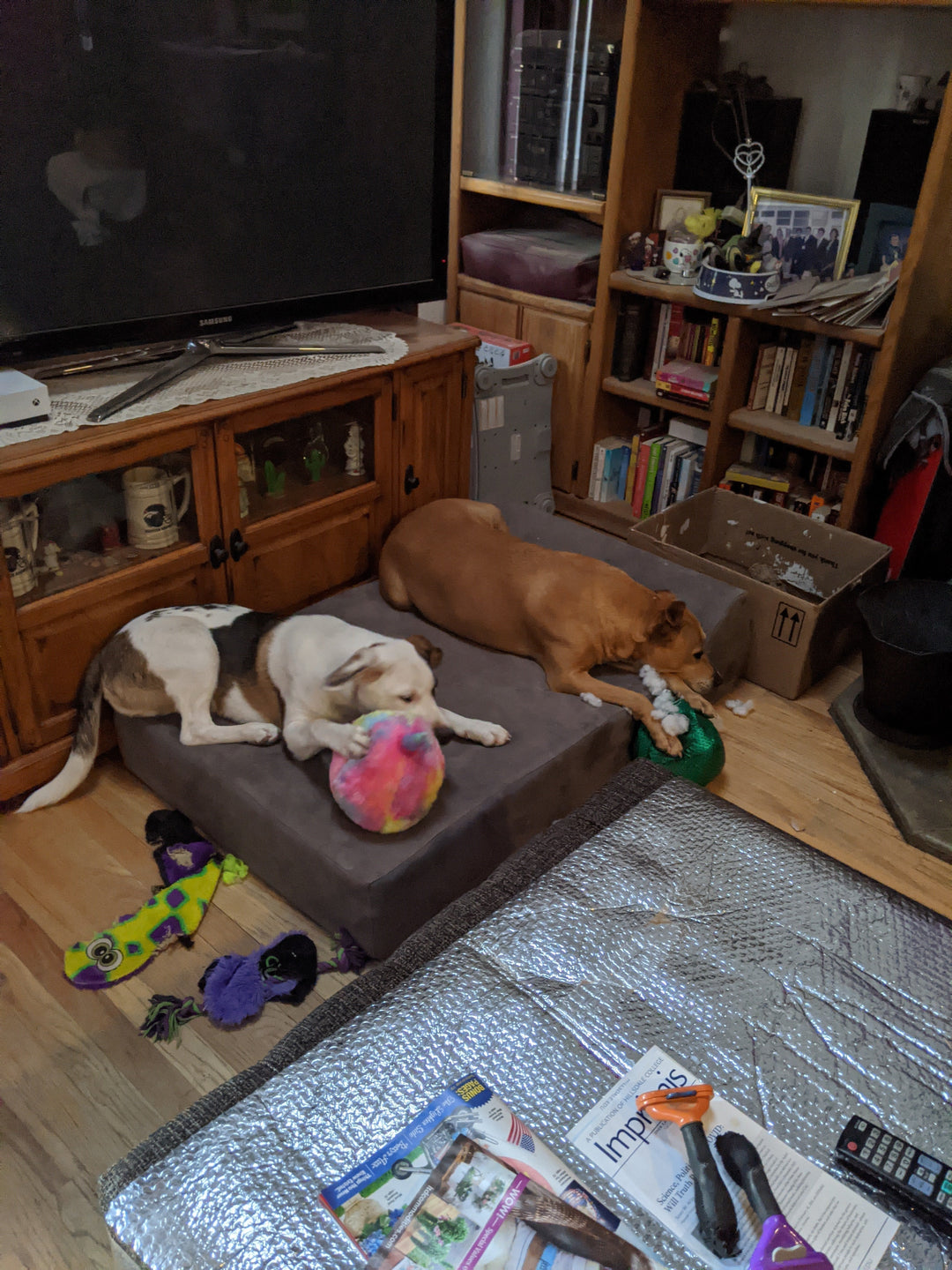 two dogs laying on a barker bed playing with toys in a living room