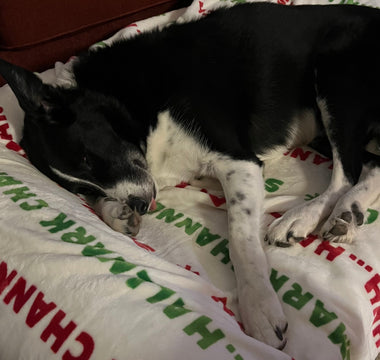 gibbs the border collie sleeping on a barker bed with a blanket
