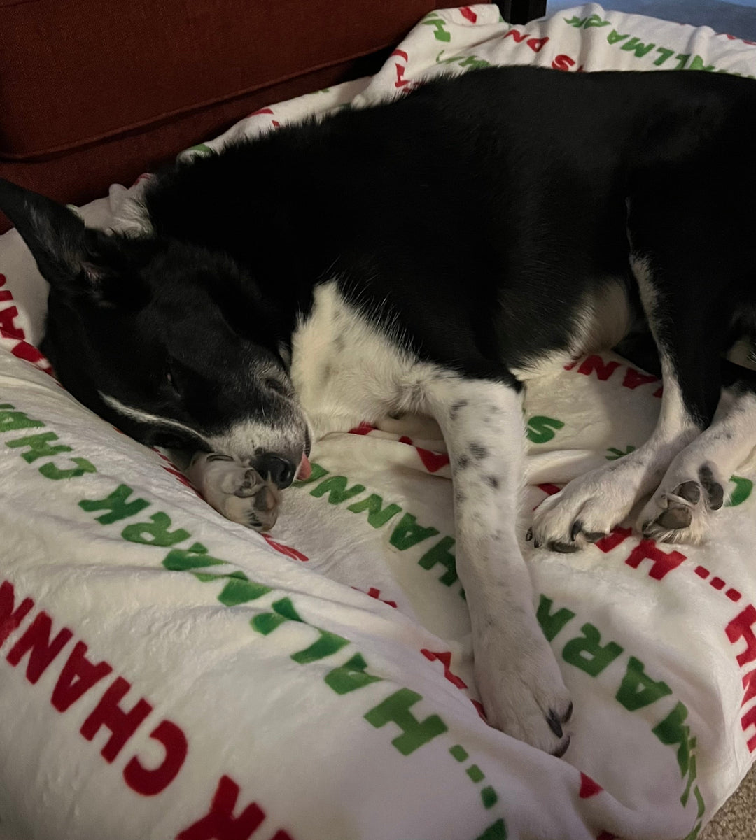 gibbs the border collie sleeping on a barker bed with a blanket