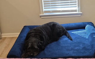 Bubby’s Big Upgrade: A New Bed for a Better Life