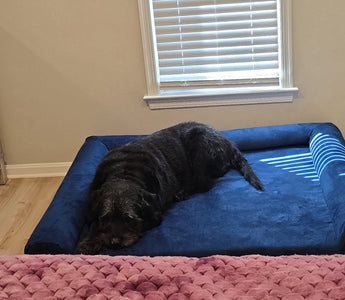 Bubby’s Big Upgrade: A New Bed for a Better Life