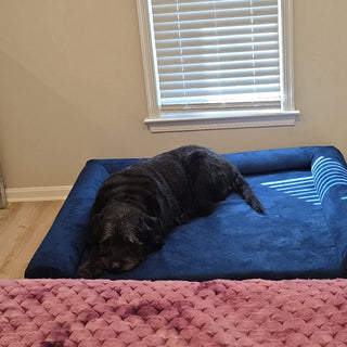 Bubby’s Big Upgrade: A New Bed for a Better Life