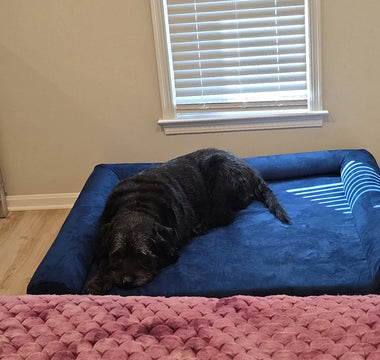 Bubby’s Big Upgrade: A New Bed for a Better Life