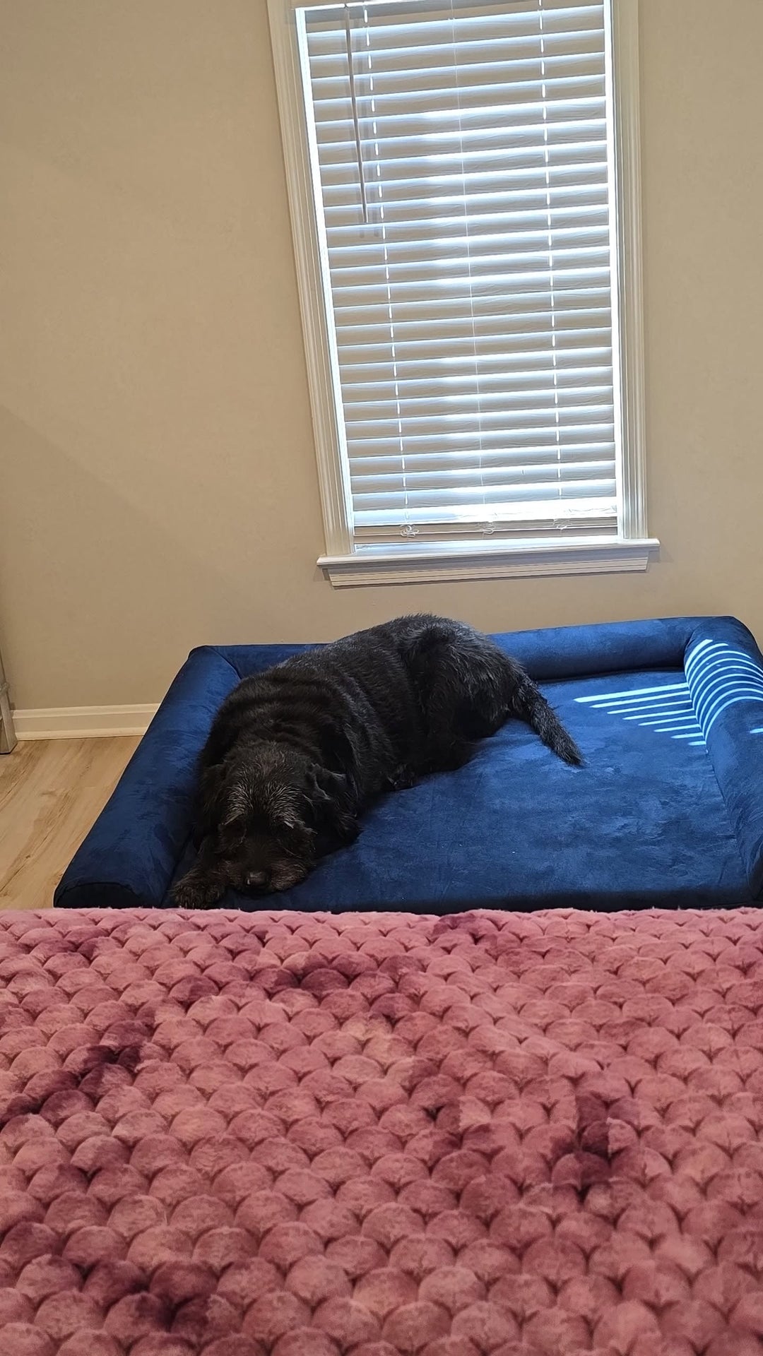 Bubby’s Big Upgrade: A New Bed for a Better Life