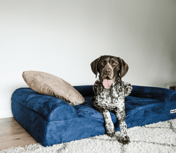 goose, a German Shorthaired Pointer, laying on a barker bed with a pillow in a living room