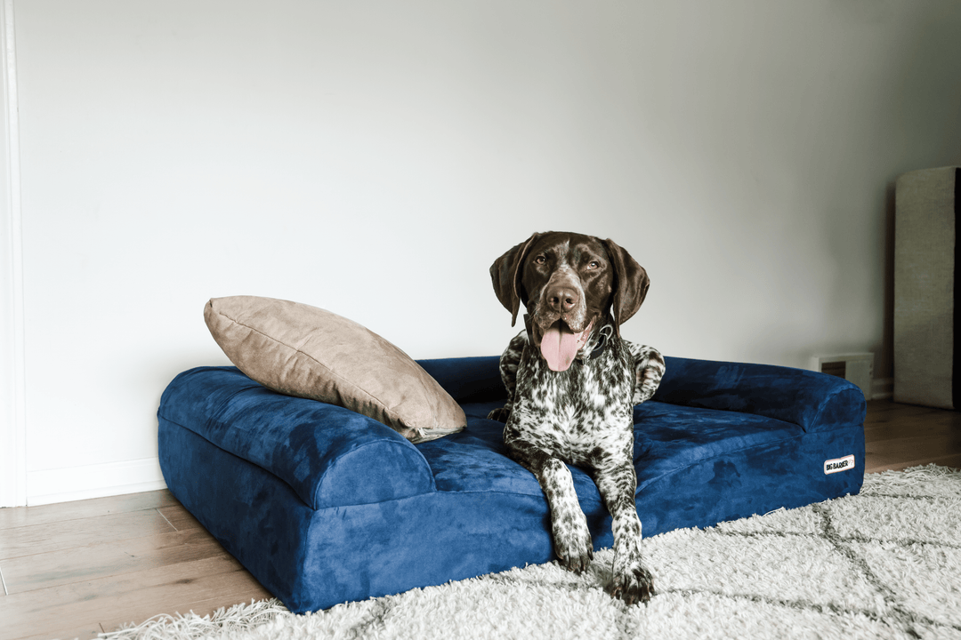 goose, a German Shorthaired Pointer, laying on a barker bed with a pillow in a living room