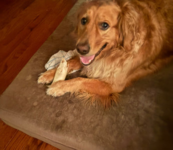 a dog laying on a barker bed with a bone