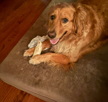a dog laying on a barker bed with a bone