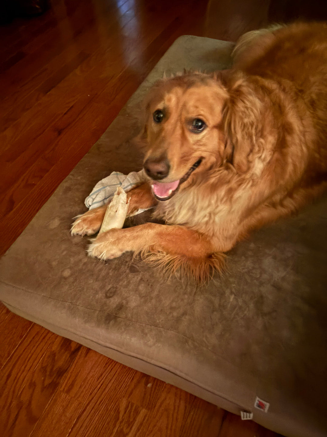 a dog laying on a barker bed with a bone