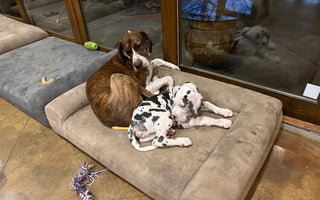 two dogs sleeping on a barker sofa bed in a room with tall windows and two other barker beds on the floor