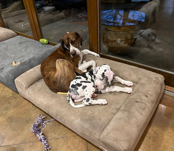 two dogs sleeping on a barker sofa bed in a room with tall windows and two other barker beds on the floor
