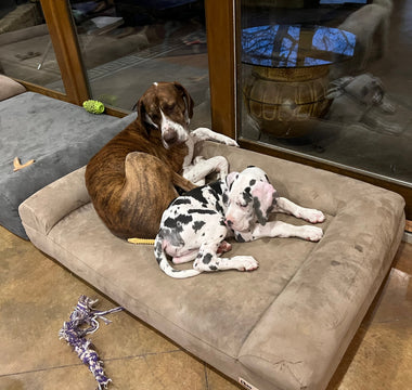 two dogs sleeping on a barker sofa bed in a room with tall windows and two other barker beds on the floor