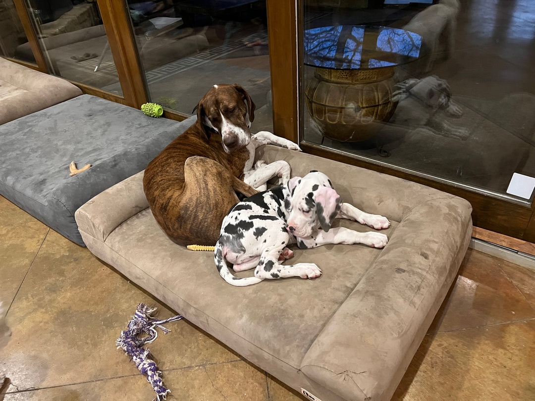 two dogs sleeping on a barker sofa bed in a room with tall windows and two other barker beds on the floor