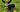 a dog wearing a bowtie in a flowery field