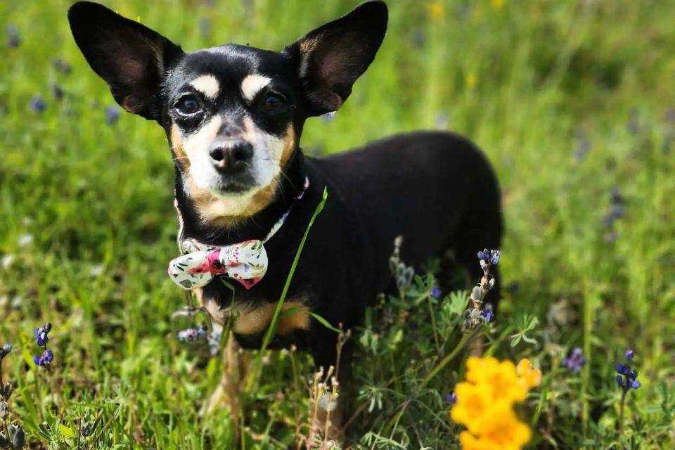 a dog wearing a bowtie in a flowery field
