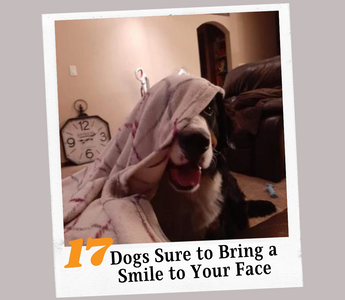 17 Dogs Sure to Bring a Smile to Your Face