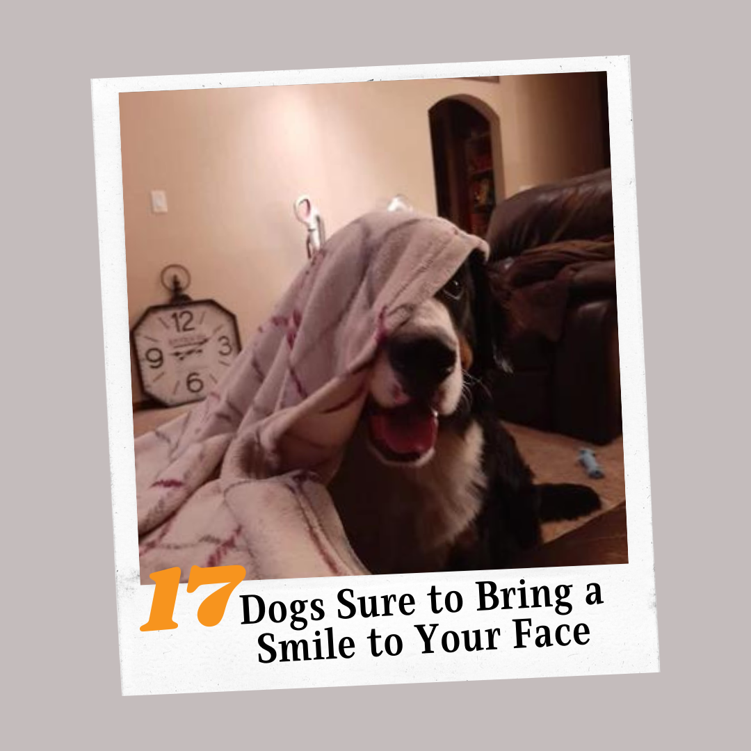17 Dogs Sure to Bring a Smile to Your Face