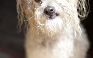 Canine Arthritis: Could Your Best Friend Be Suffering in Silence?