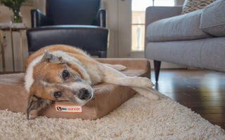 Your Dog Isn’t Slowing Down - Your Dog is in Pain
