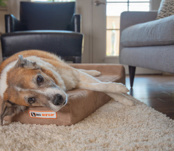 Your Dog Isn’t Slowing Down - Your Dog is in Pain