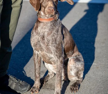 Virginia Police Dog Reunites Family on Christmas Morning