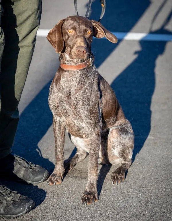 Virginia Police Dog Reunites Family on Christmas Morning